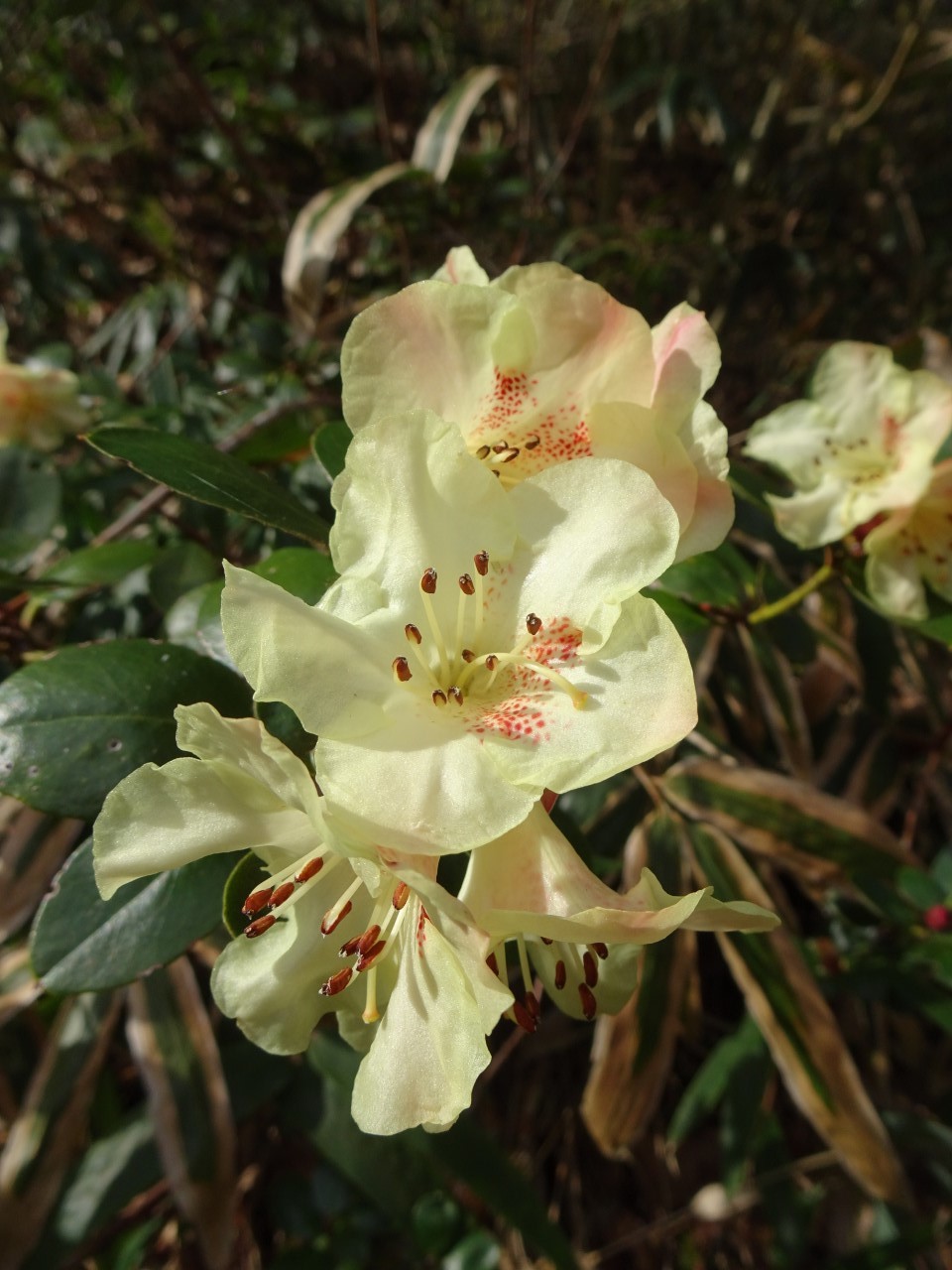 'Busaco'